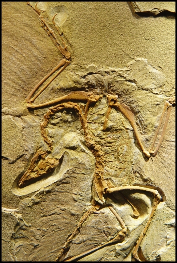 Archaeopteryx Fossil